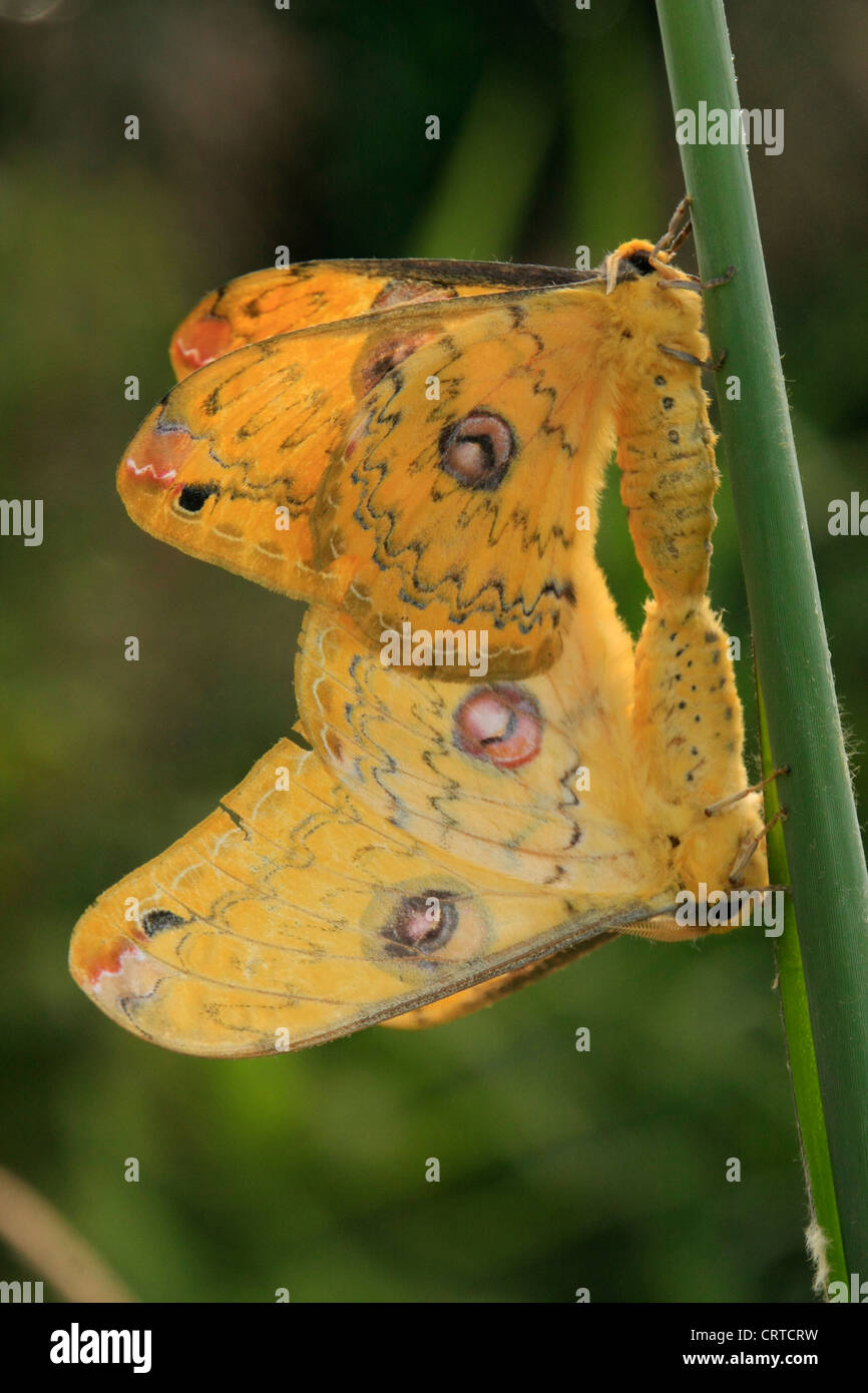 Yellow Saturniid moths (Loepa megacore) mating on a green stem Stock Photo