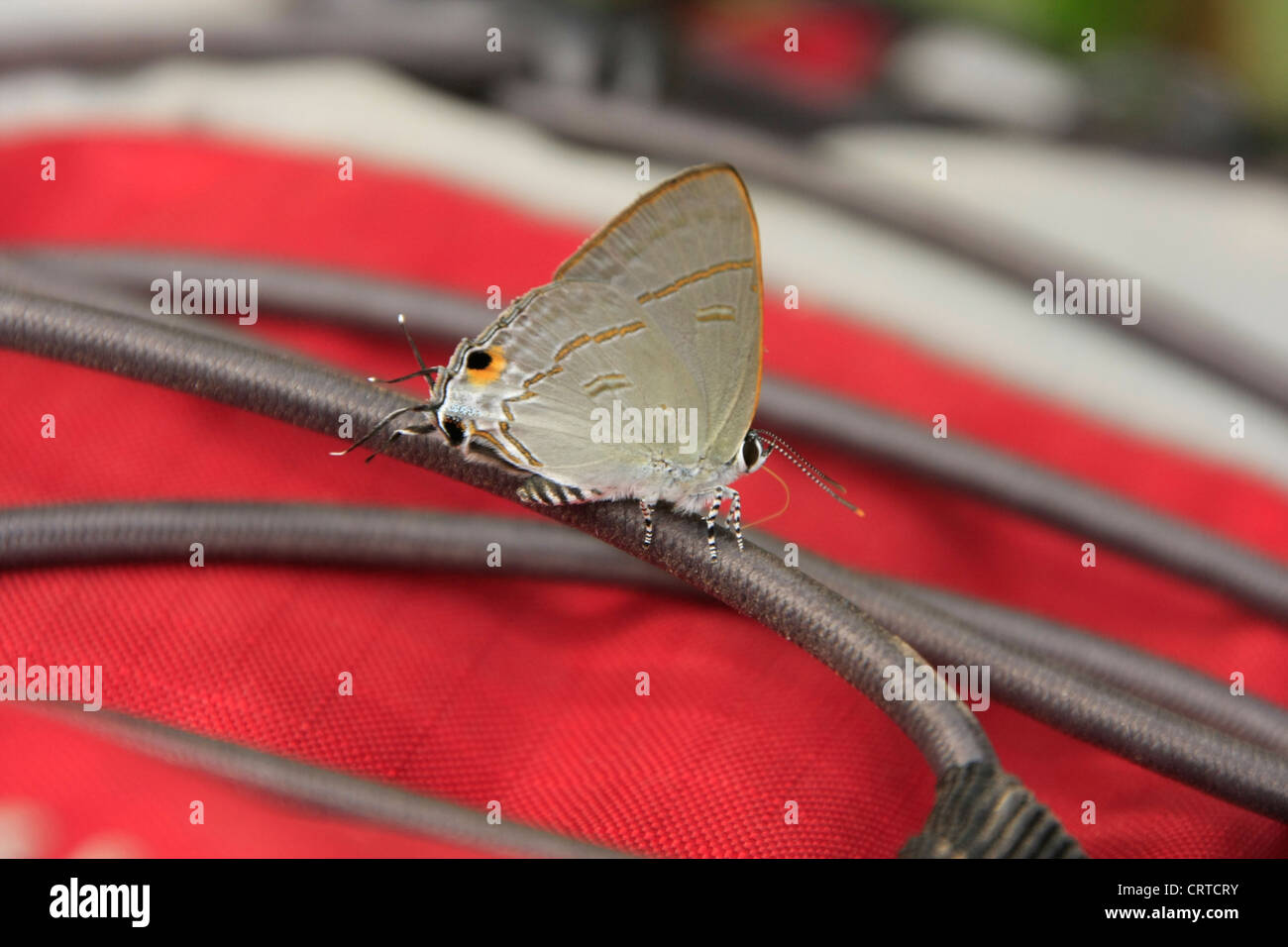 Maxentius Insect Peacock and peacock butterfly hi-res stock photography and images - Alamy