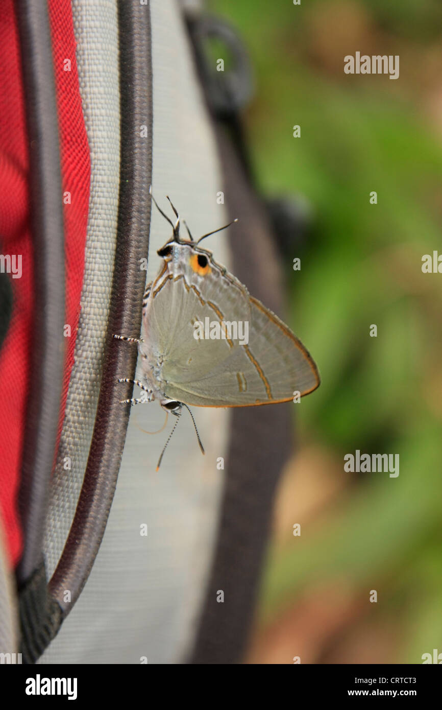 Maxentius Insect Peacock Royal butterfly (Tajuria cippus maxentius) on a red backpack ...