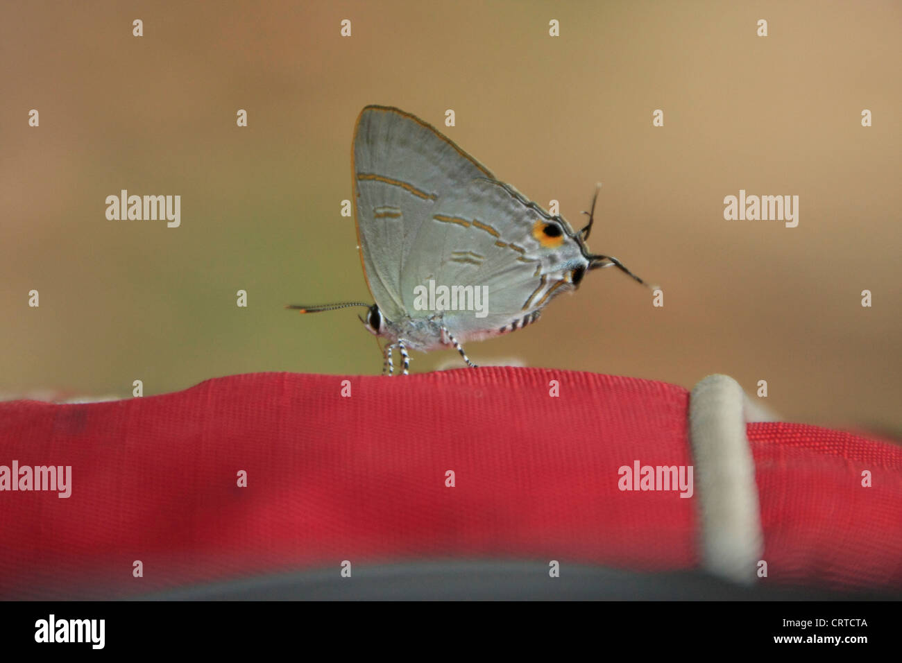 Maxentius Insect Grey peacock hi-res stock photography and images - Alamy
