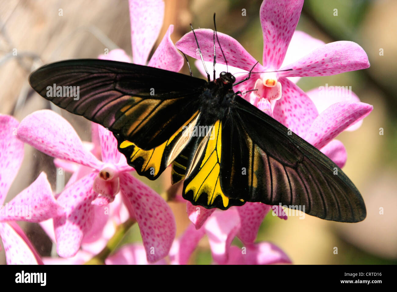 Goliath Birdwing butterfly (Omithoptera goliath) on pink orchid flowers Stock Photo