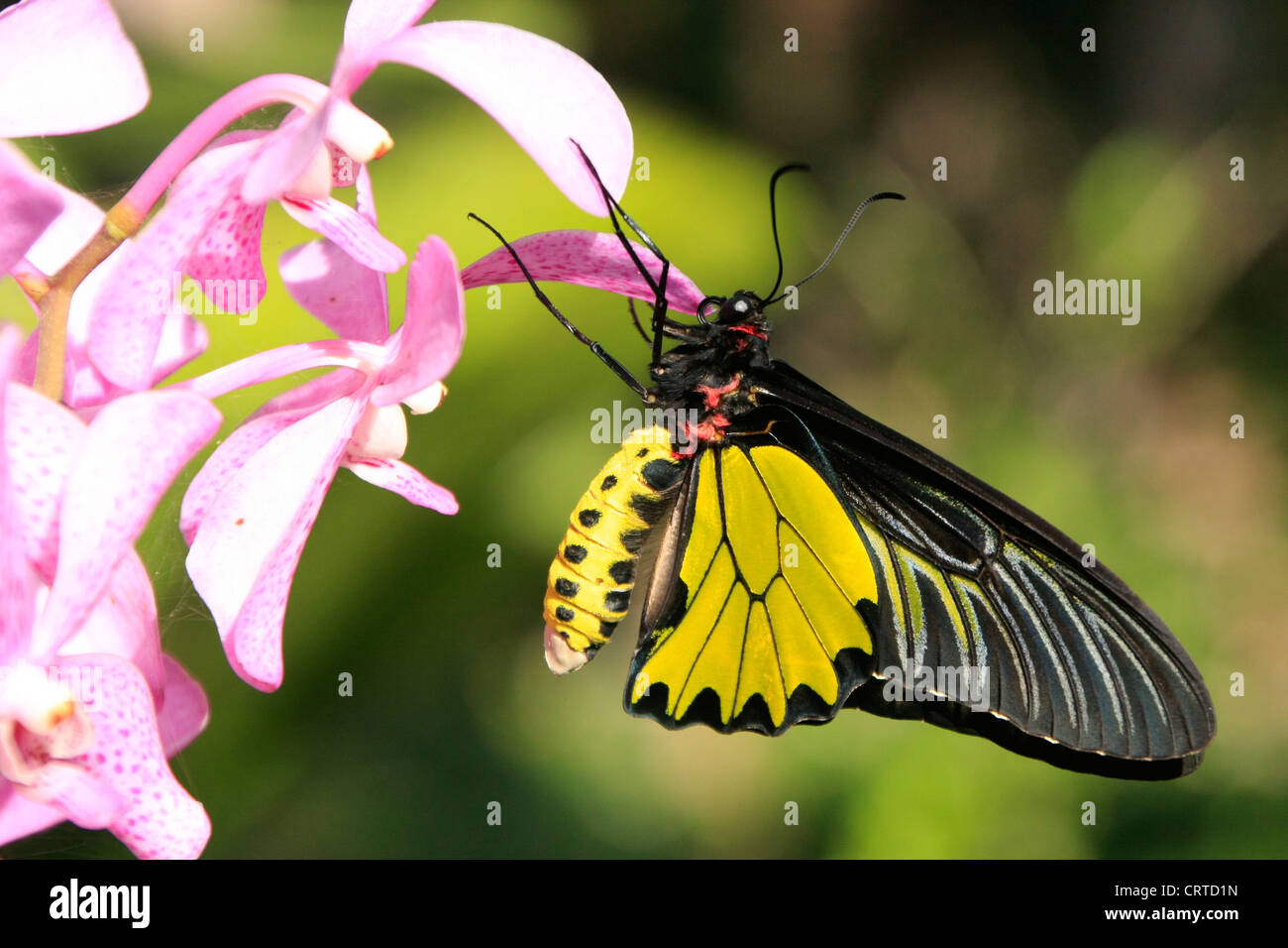 Goliath Birdwing butterfly (Omithoptera goliath) on pink orchid flowers Stock Photo