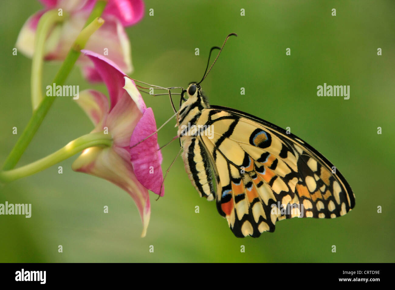 Lime Butterfly (Papilio demoleus) on purple flowers Stock Photo Alamy