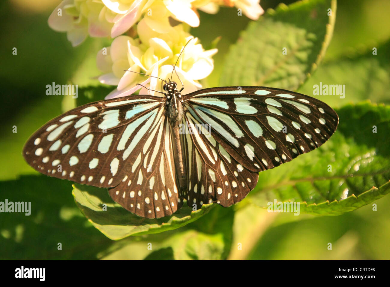 Dark Glassy Tiger butterfly (Parantica agleoides) on yellow flowers Stock Photo
