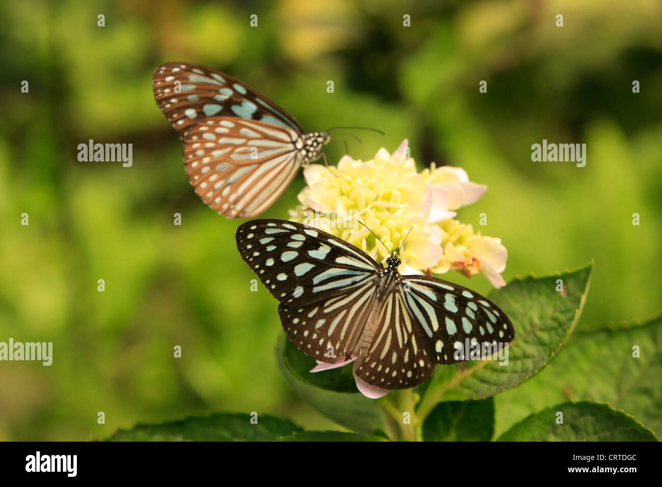 Dark Glassy Tiger butterflies (Parantica agleoides) on yellow flowers Stock Photo