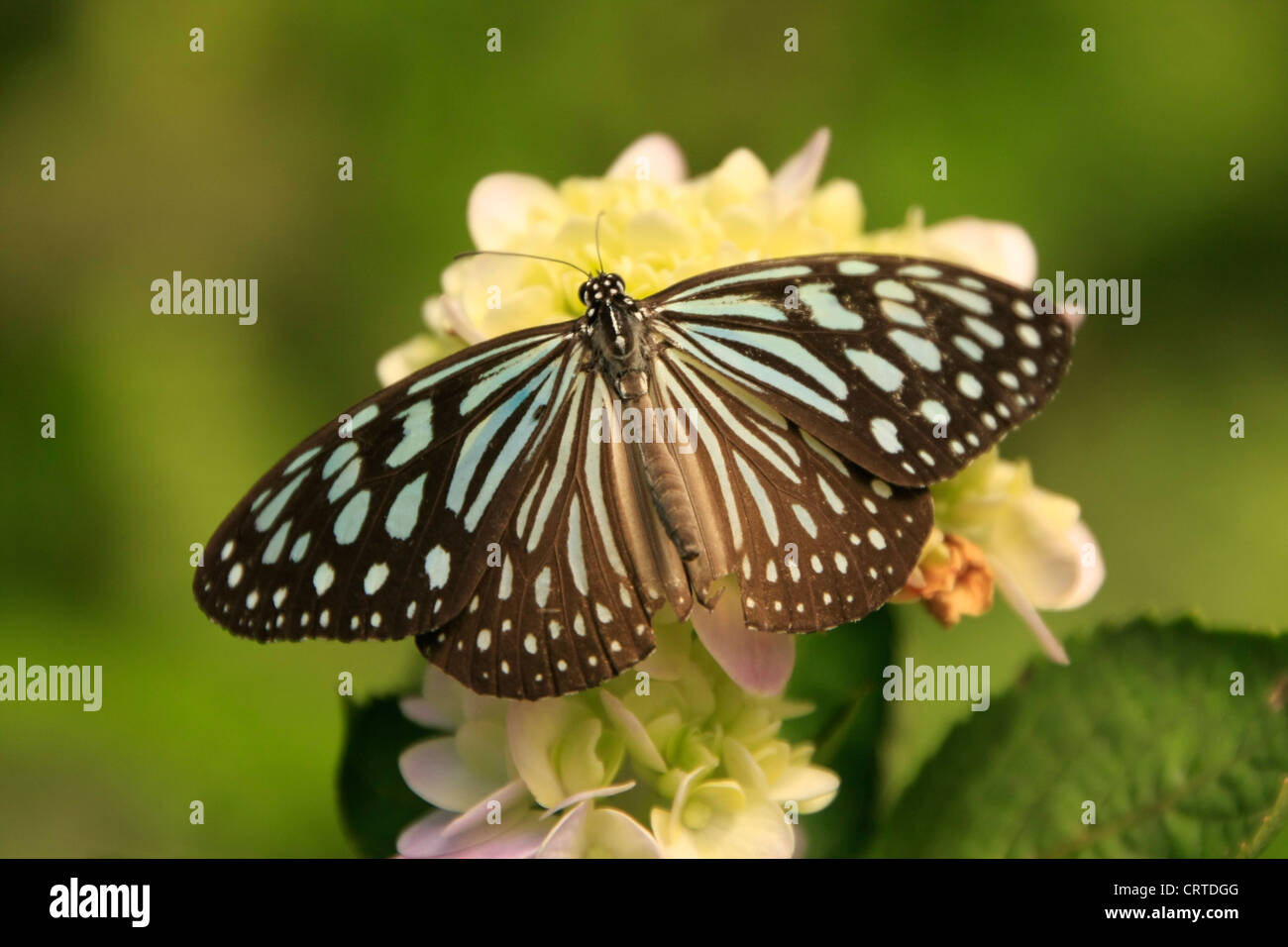 Dark Glassy Tiger butterfly (Parantica agleoides) on yellow flowers Stock Photo