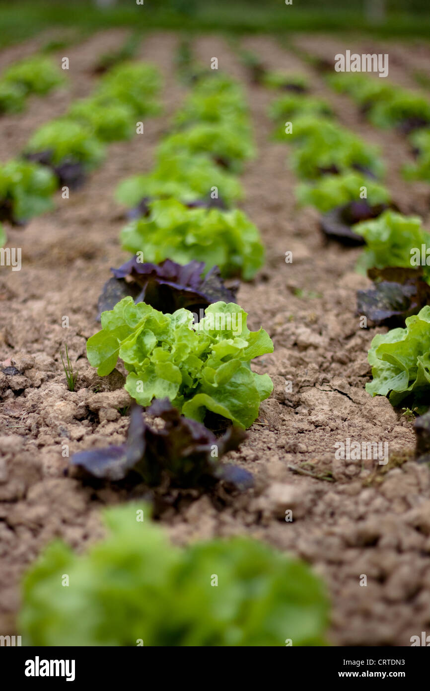 Rows of  green and rosso lettuces growing in a vegetable garden Stock Photo