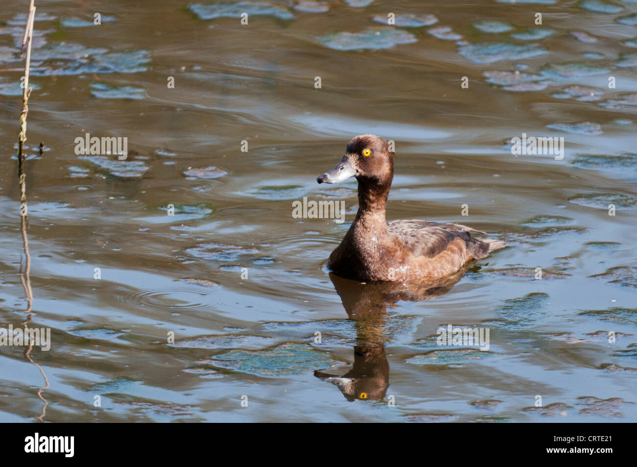 Female Tufted Duck (Aythya fuligula) Stock Photo