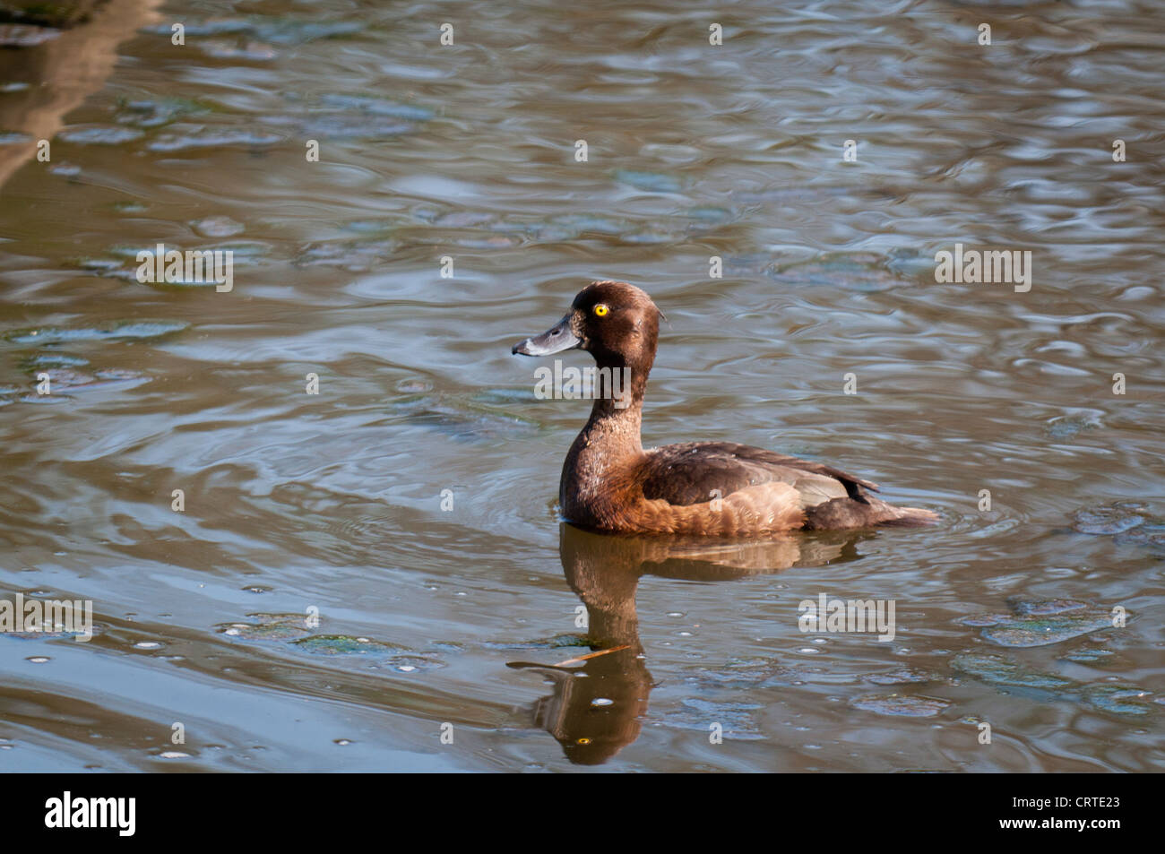 Female Tufted Duck (Aythya fuligula) Stock Photo