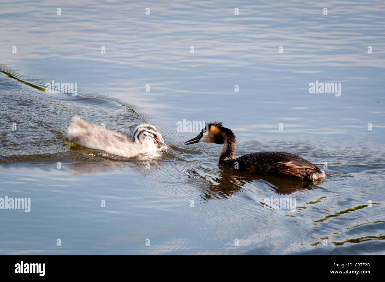 Adult and juvenile Great Crested Grebe (Podiceps cristatus) Stock Photo
