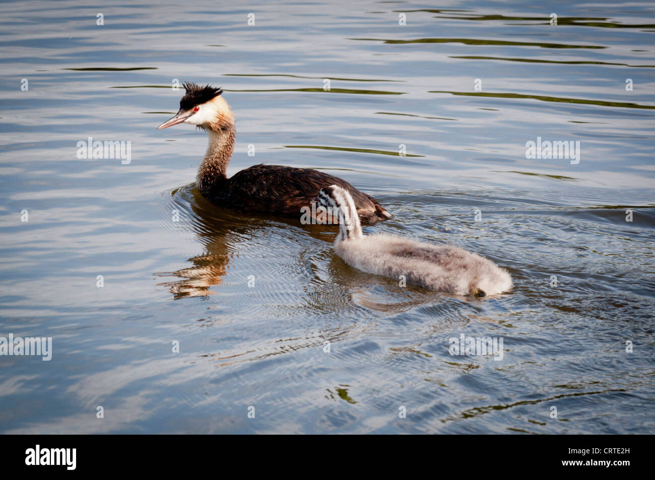 Adult and juvenile Great Crested Grebe (Podiceps cristatus) Stock Photo