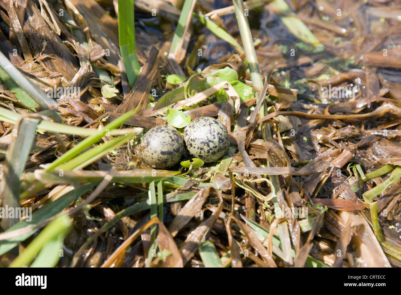 Nest and eggs of White -winged Black Tern (Chlidonias leucopterus) Stock Photo
