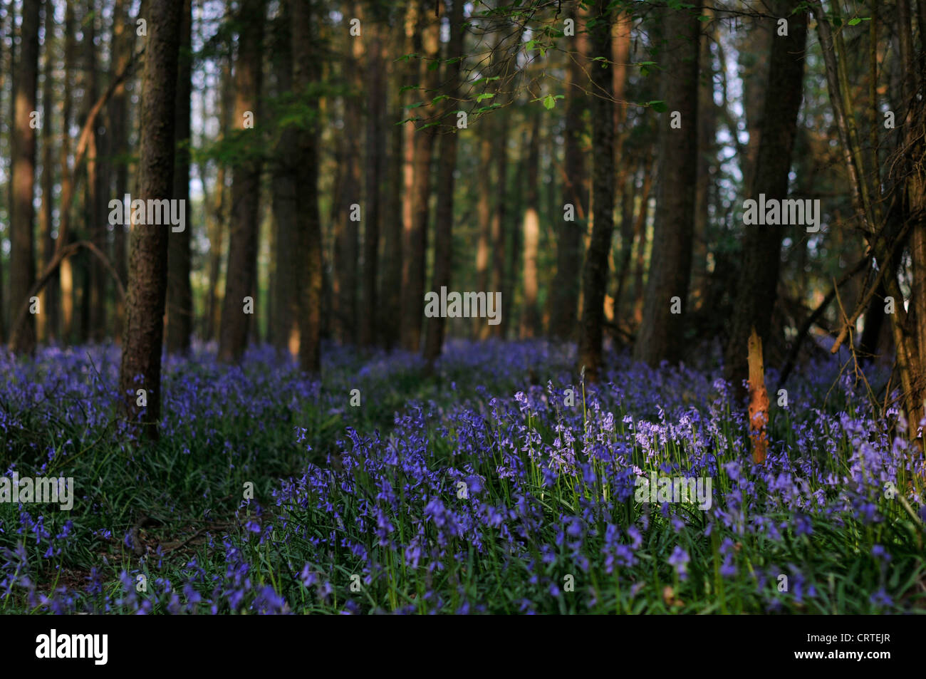 Bluebells in English woodland in a village in Bedfordshire. Stock Photo
