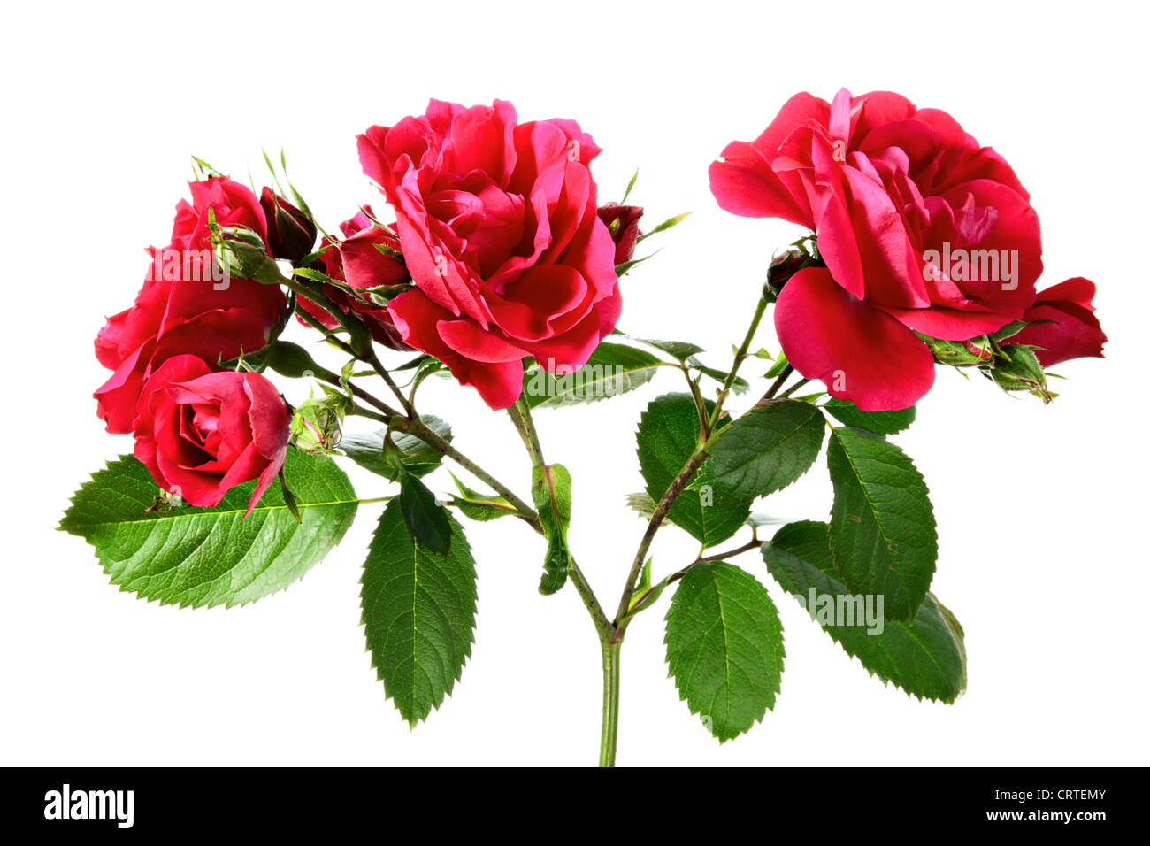 Flowers. Spray of climbing rose on a white background Stock Photo