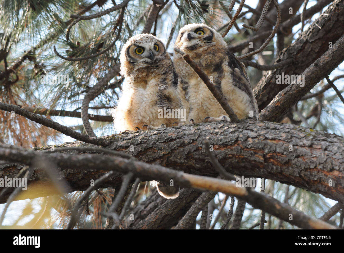 Baby Great Horned Owls Stock Photo Alamy
