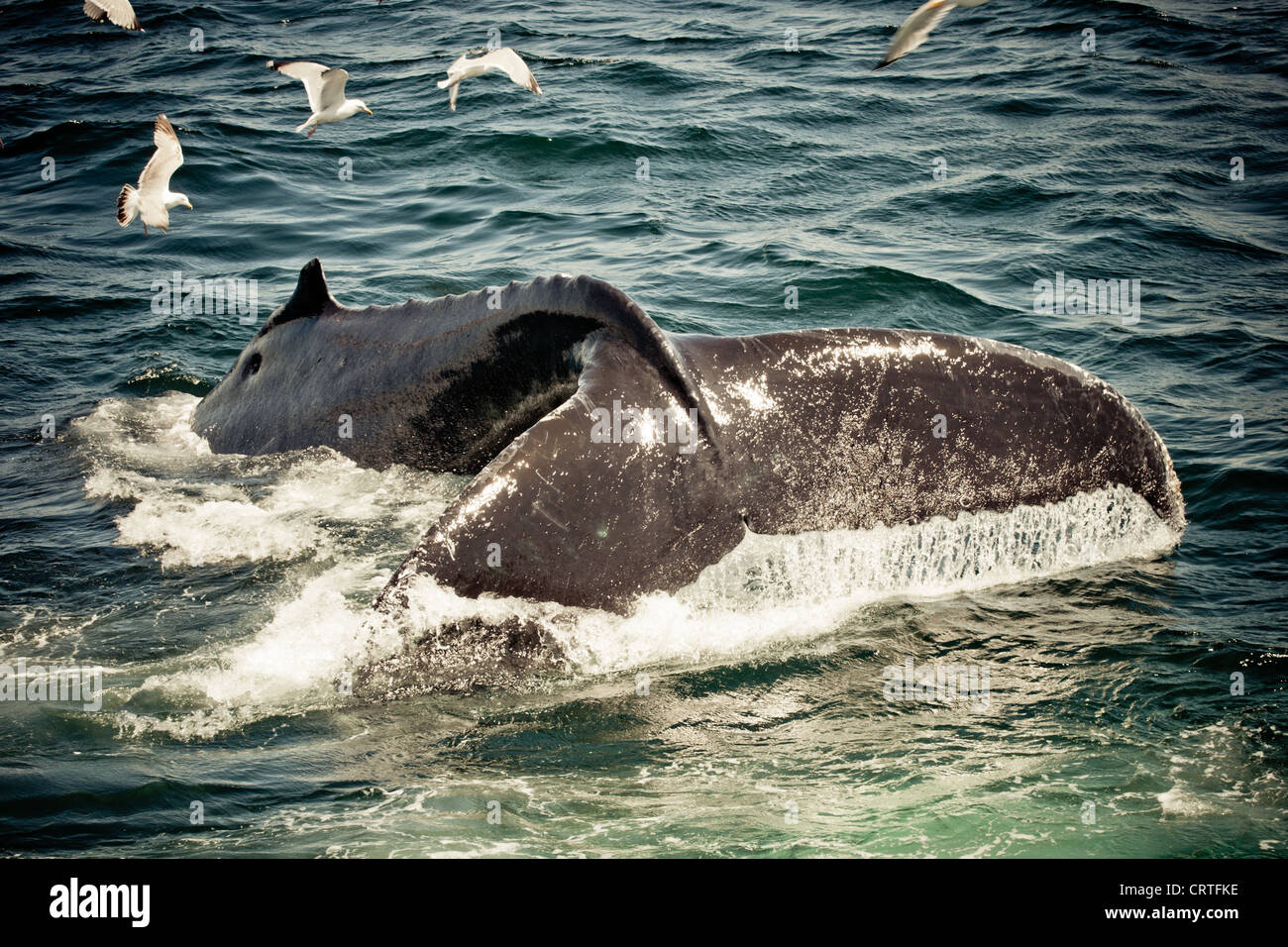 Humpback Whale (Megaptera novaeangliae) Stock Photo
