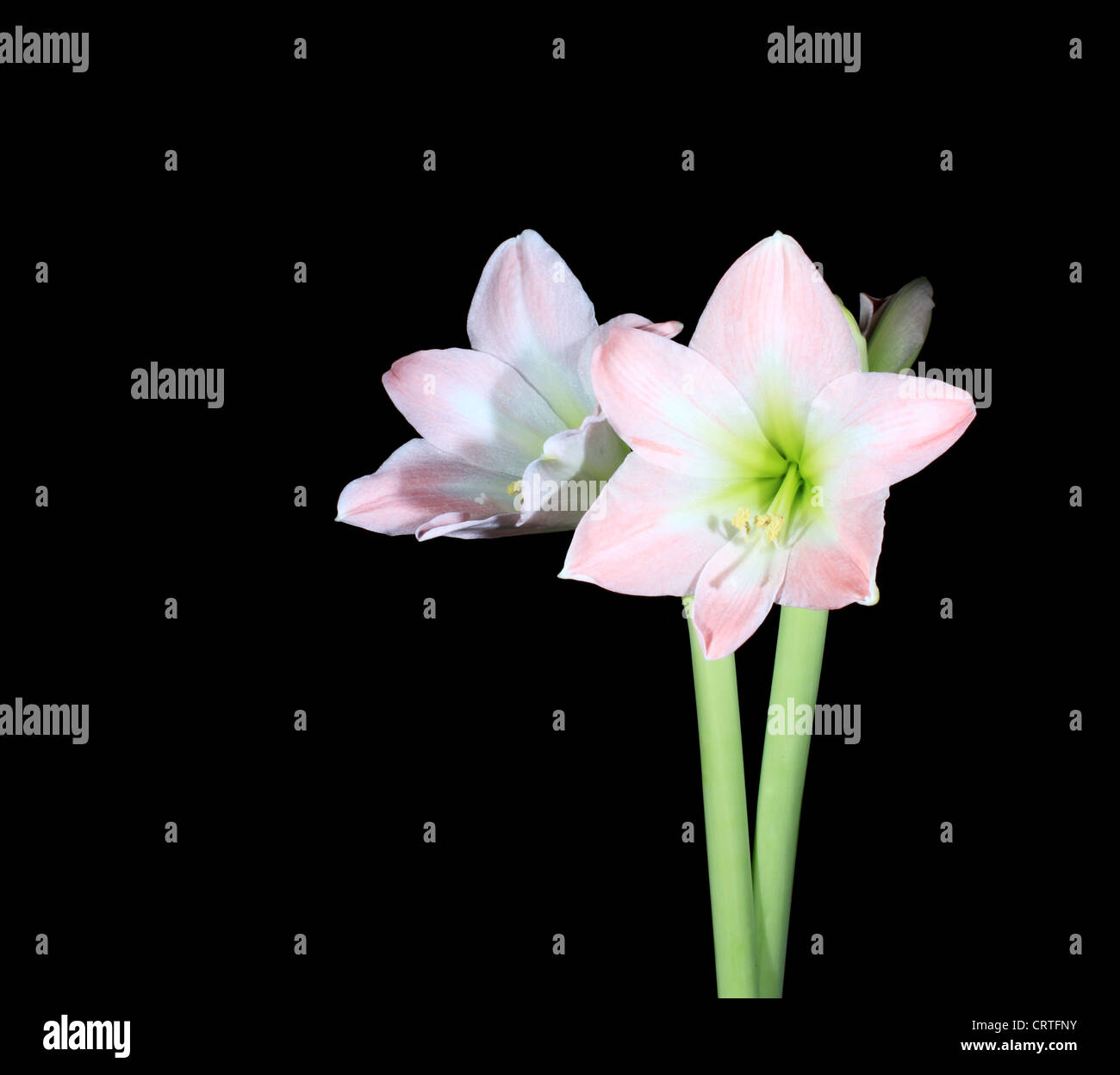 Amaryllis belladonna l hi-res stock photography and images - Alamy