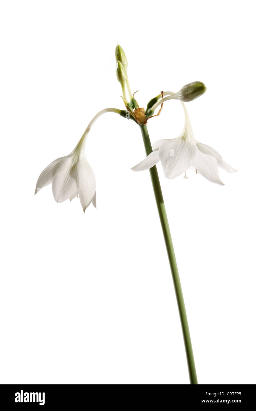 Amazon lily flower on the white background (Eucharis grandiflora) Stock Photo