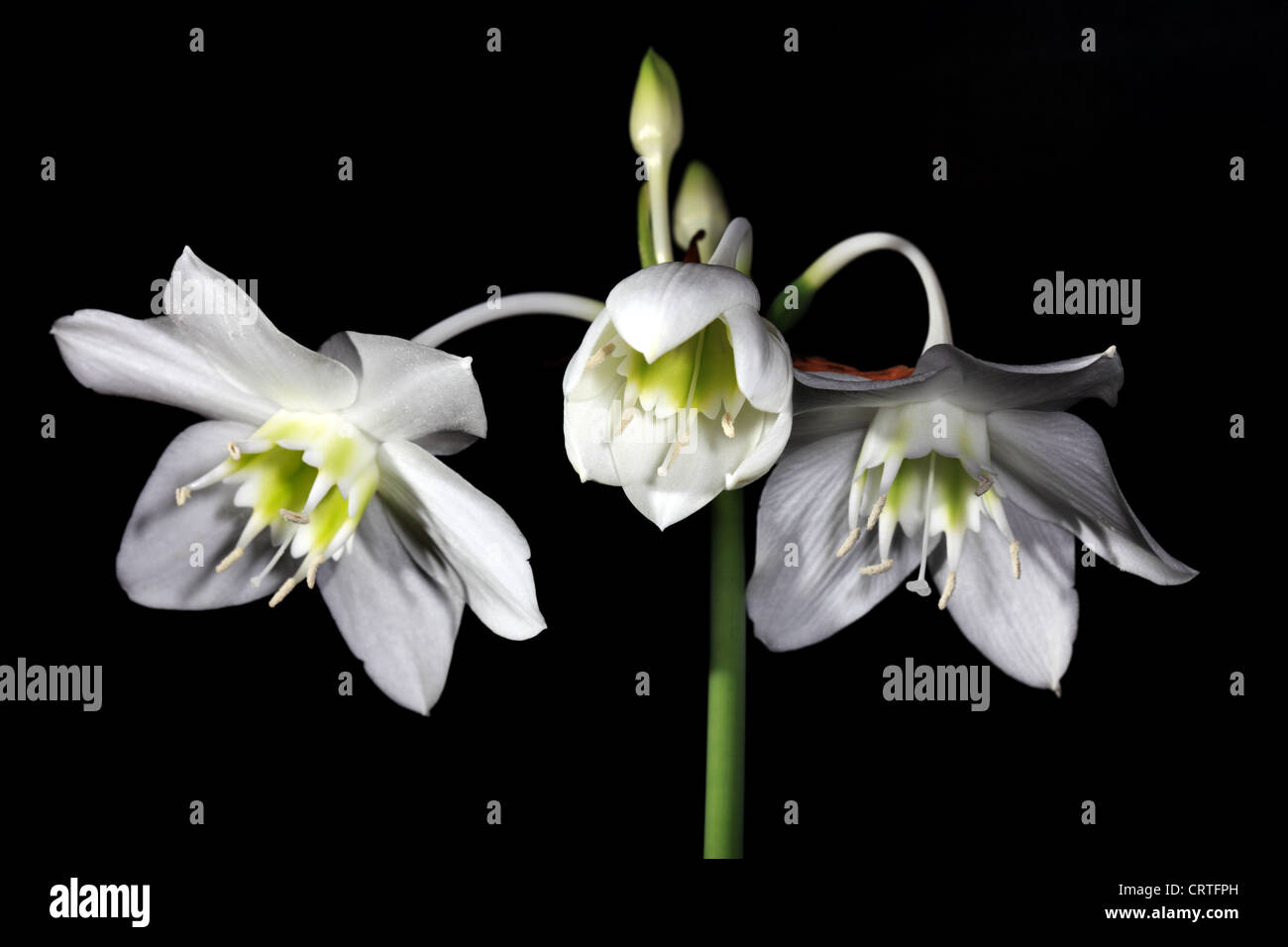 white Amazon lily flower on the black background (Eucharis grandiflora