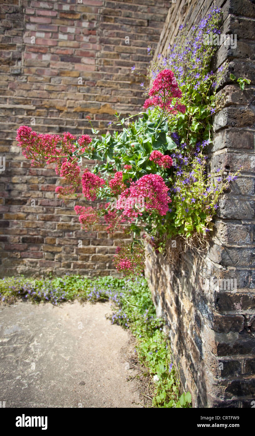 Ivy growing on a brick wall, England, UK Stock Photo