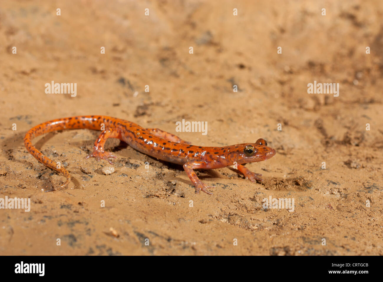 A cave salamander (Eurycea lucifuga) in habitat. These salamanders spend their lives inside the