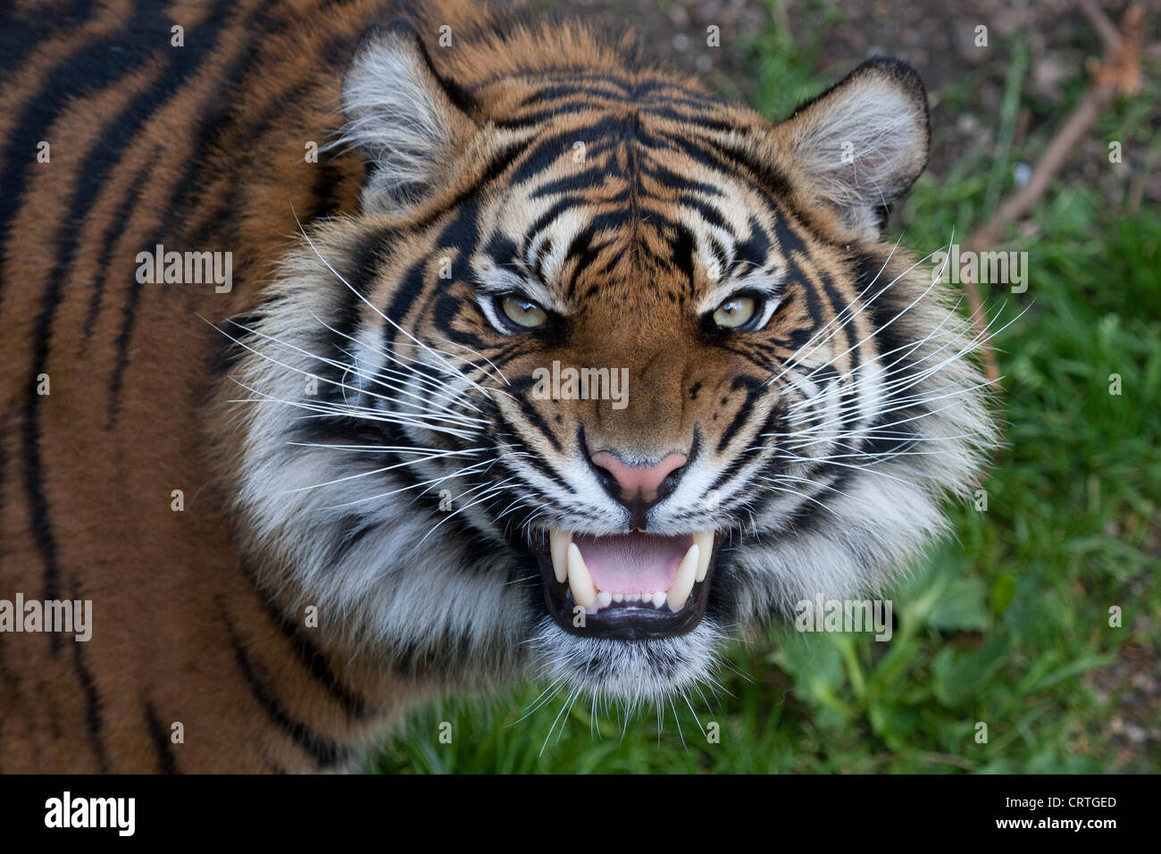 Tiger Stock Photo