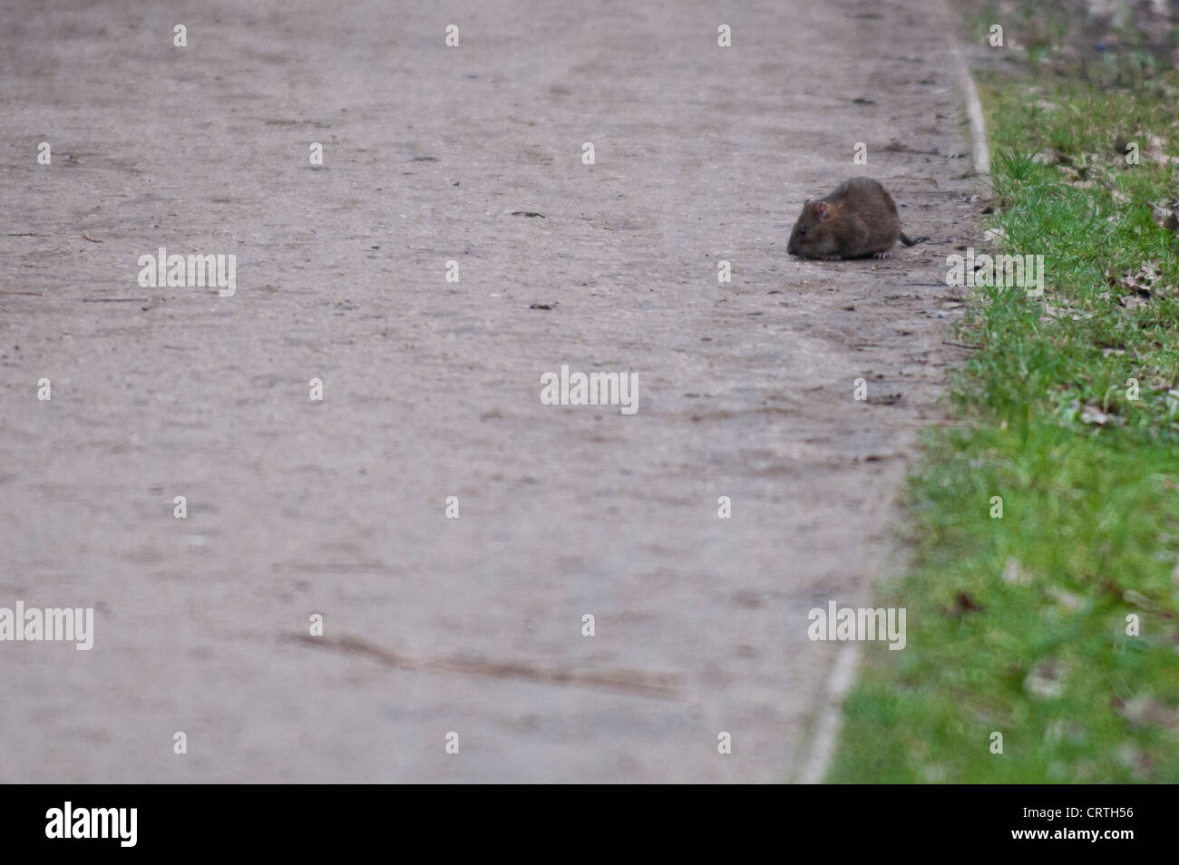 Brown Rat (Rattus norvegicus) on pathway, Barnes Common, Barnes, London ...