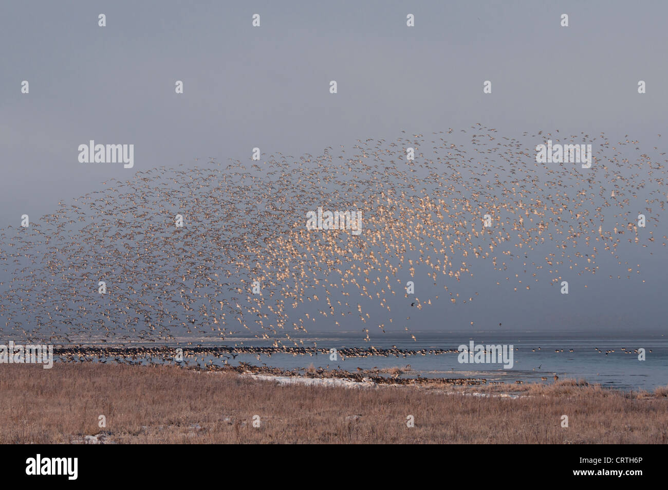 Red knot migration hires stock photography and images Alamy