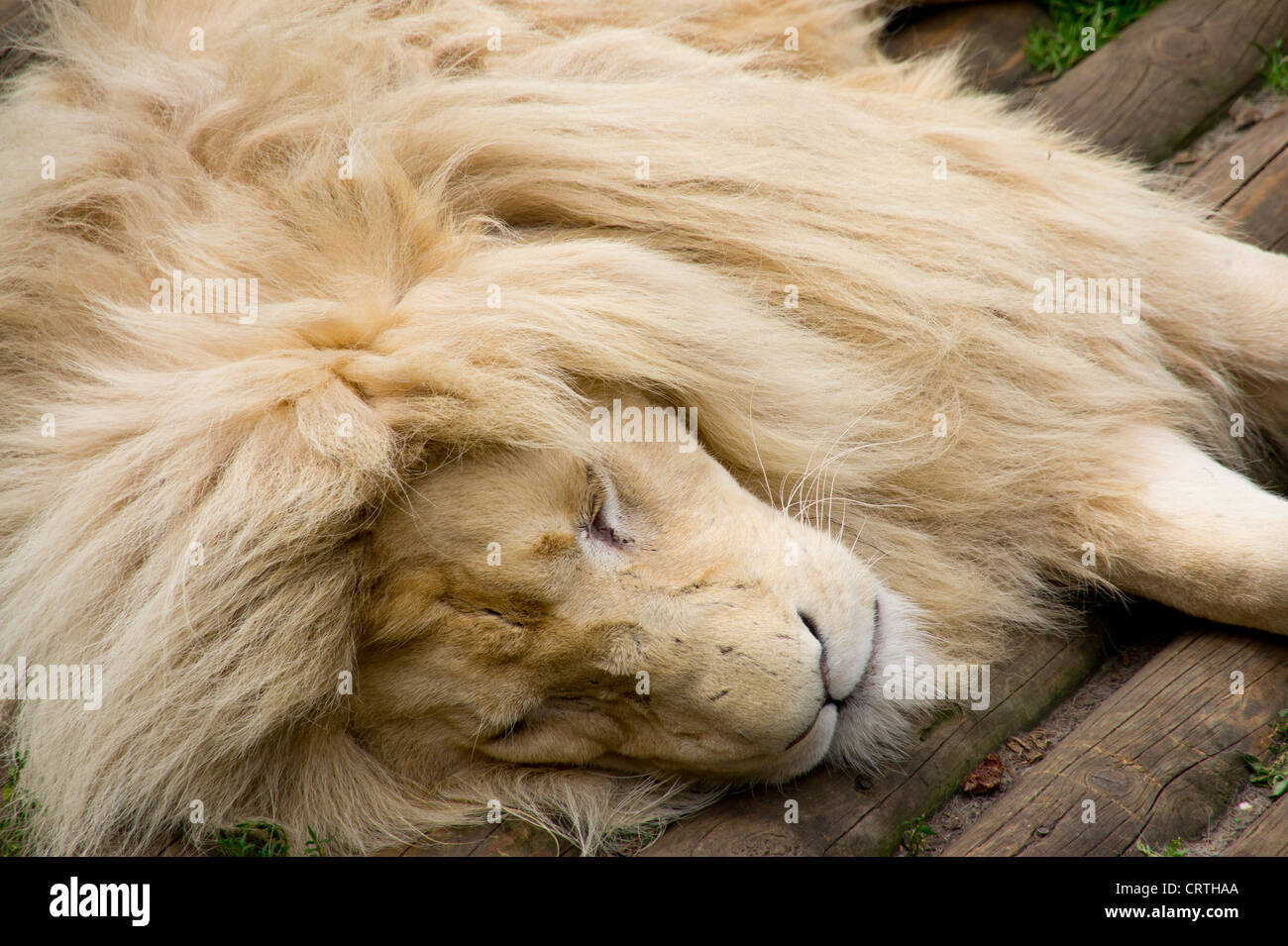 Paradise wildlife park hi-res stock photography and images - Alamy