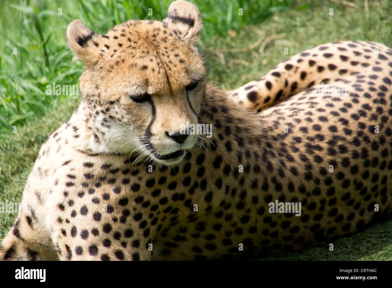 Cheetah at Paradise Wildlife Park, England. Stock Photo
