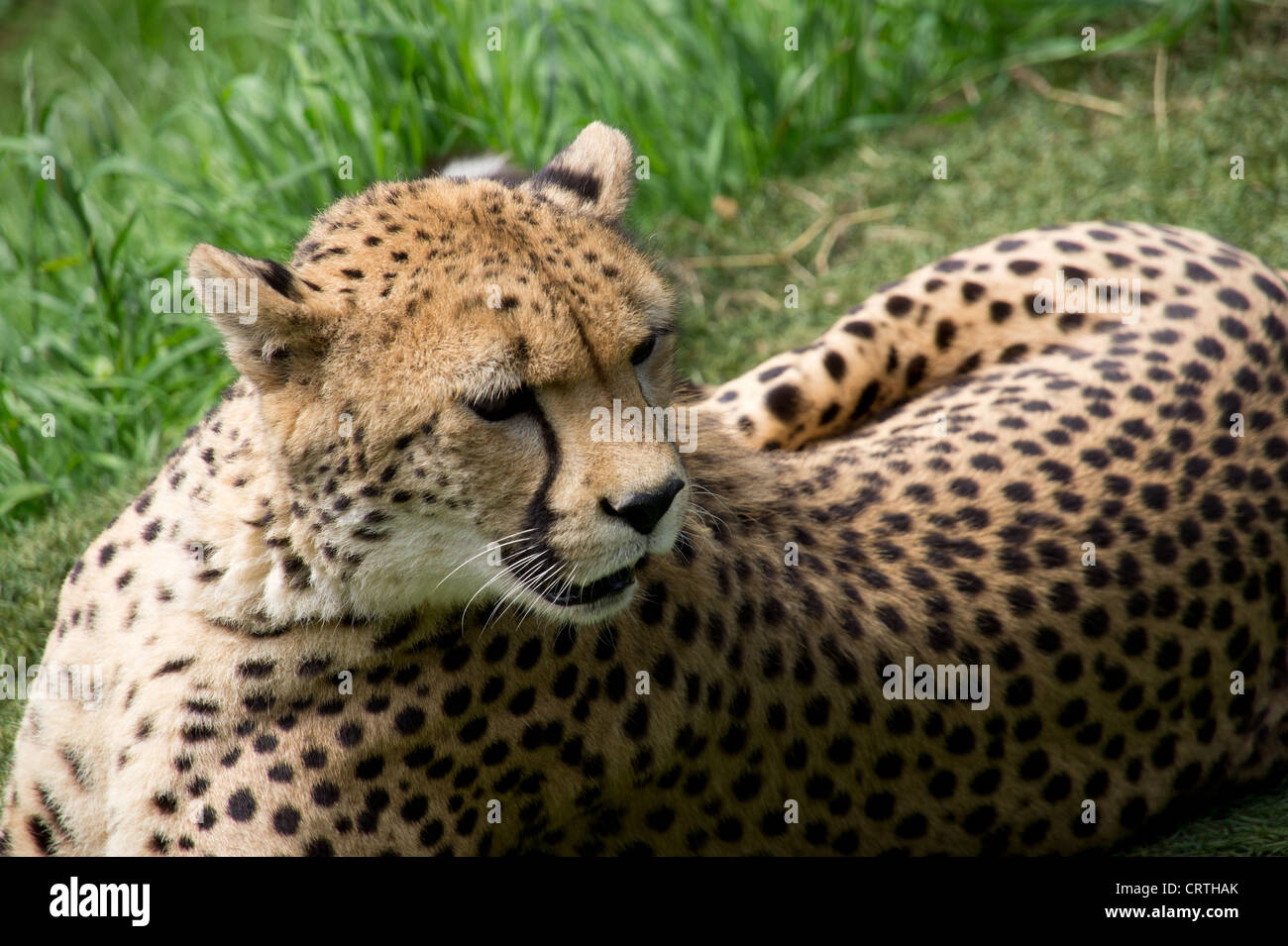 Cheetah at Paradise Wildlife Park, England. Stock Photo
