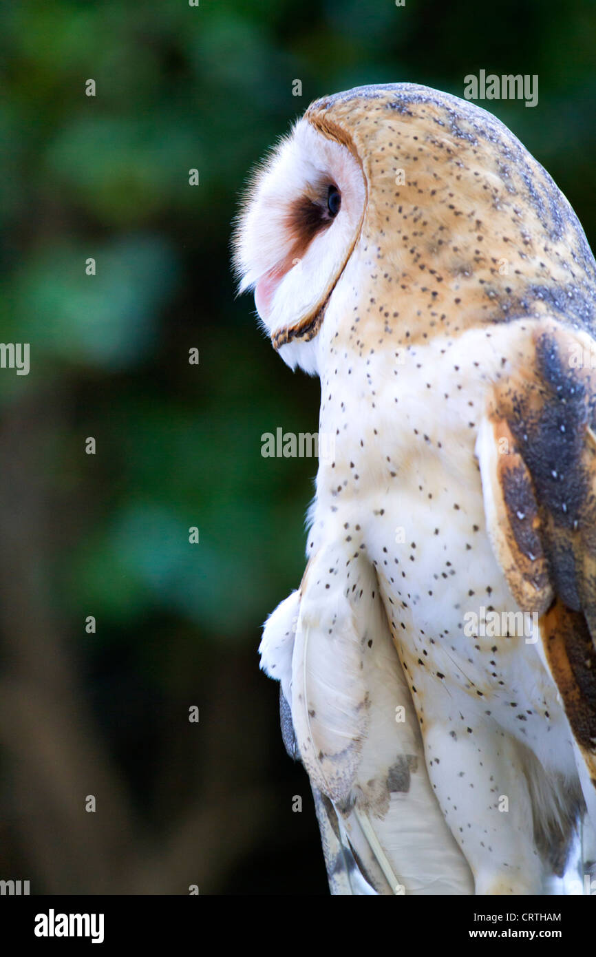 Barn Owl Stock Photo