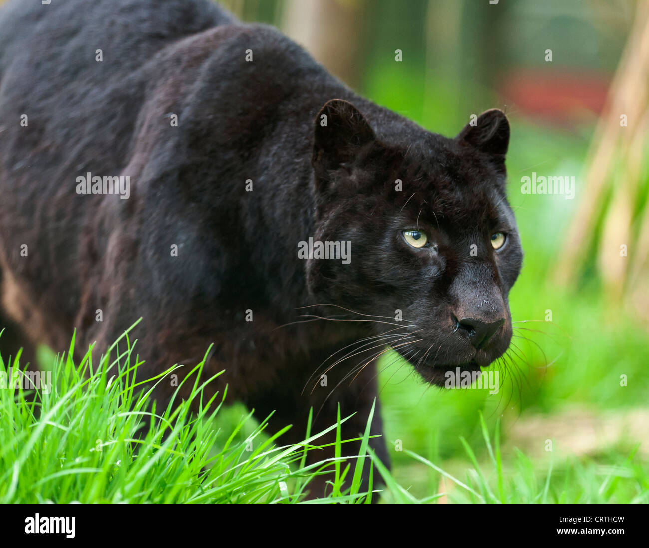 Black Panther in the grass Stock Photo