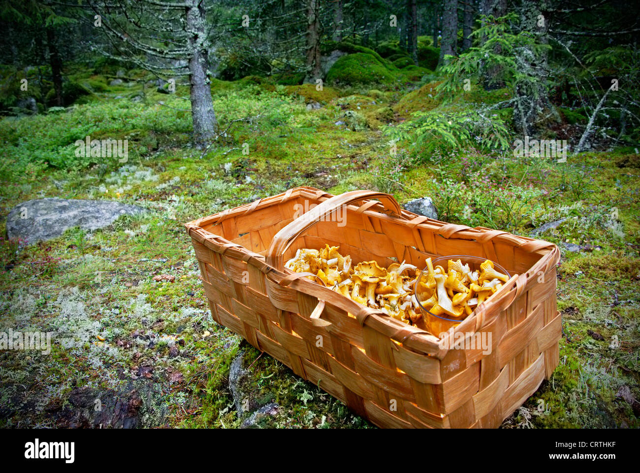 Basket of wild growing golden Chanterelles picked in the Swedish forest Stock Photo