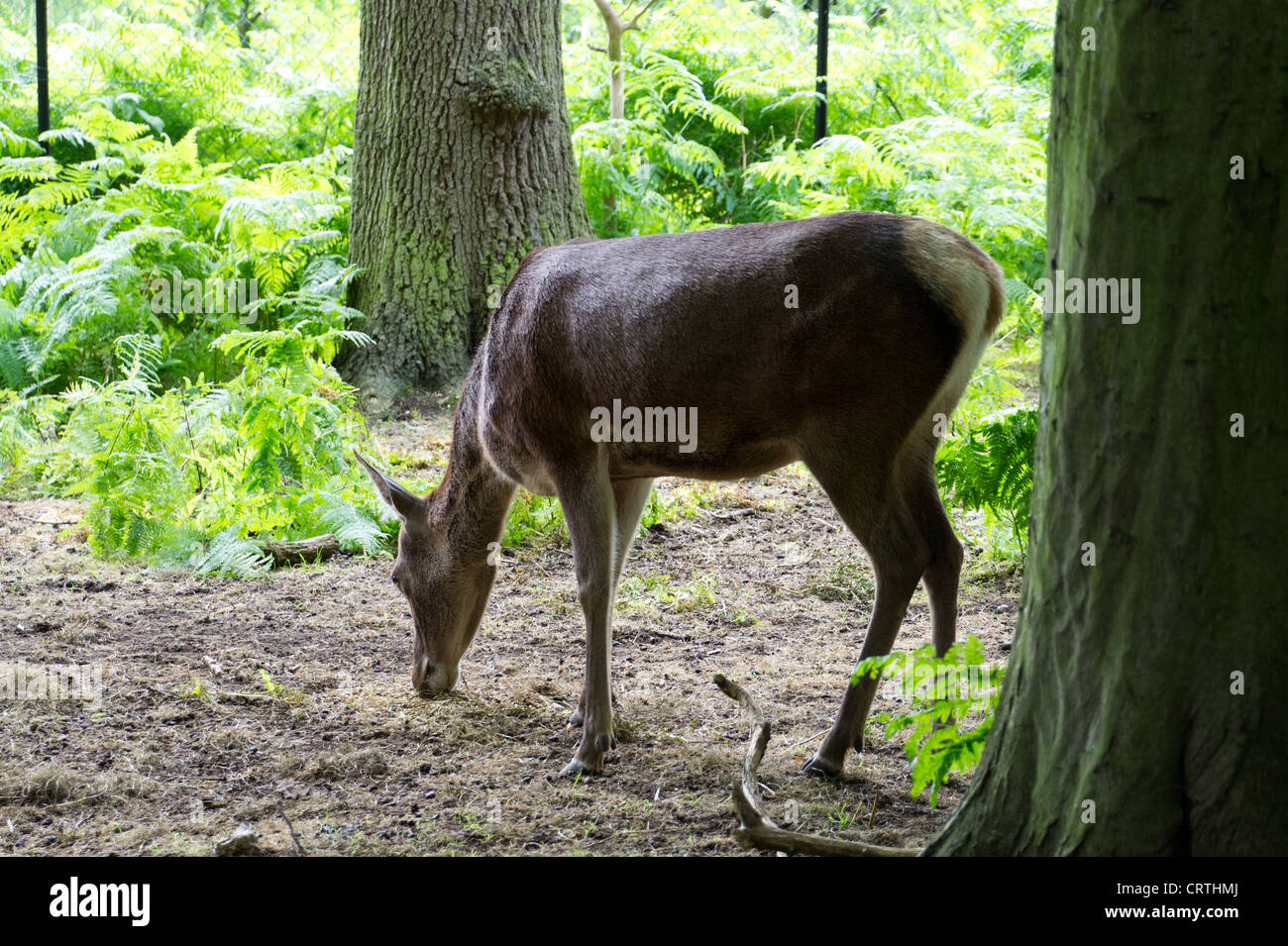Paradise wildlife park hi-res stock photography and images - Alamy