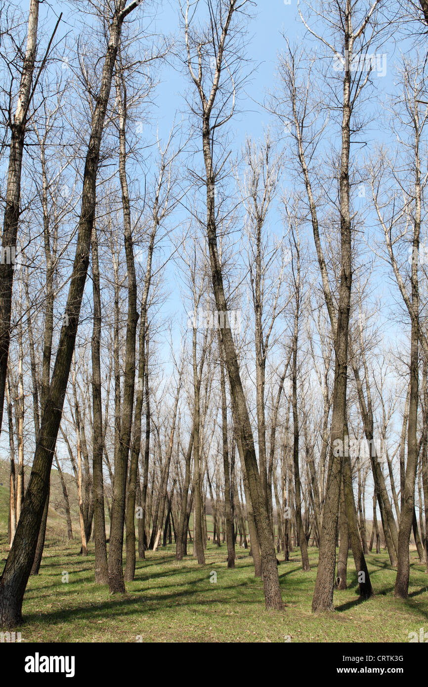 Tall high poplar trees hi-res stock photography and images - Alamy