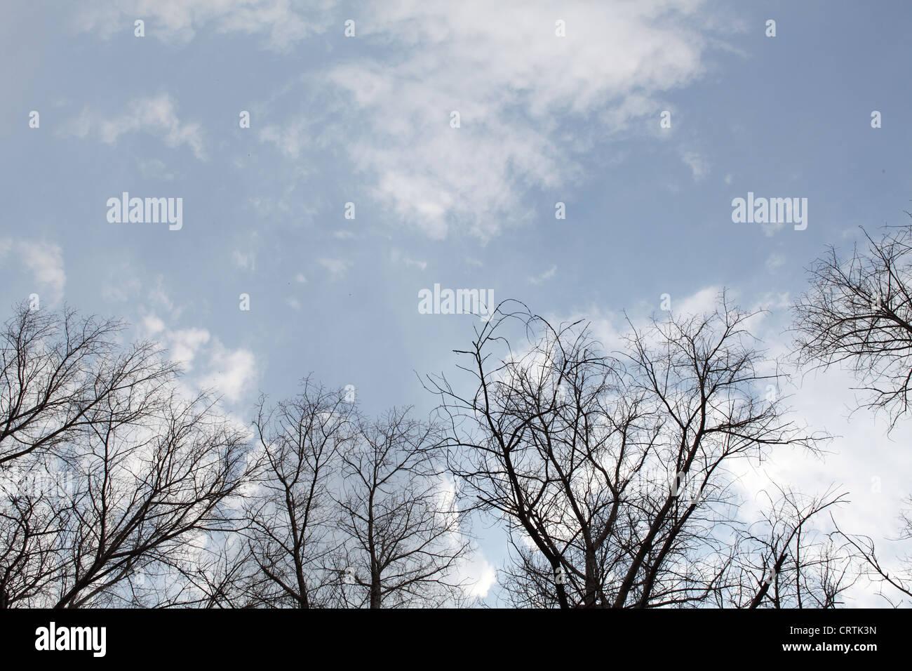 Tall high poplar trees hi-res stock photography and images - Alamy