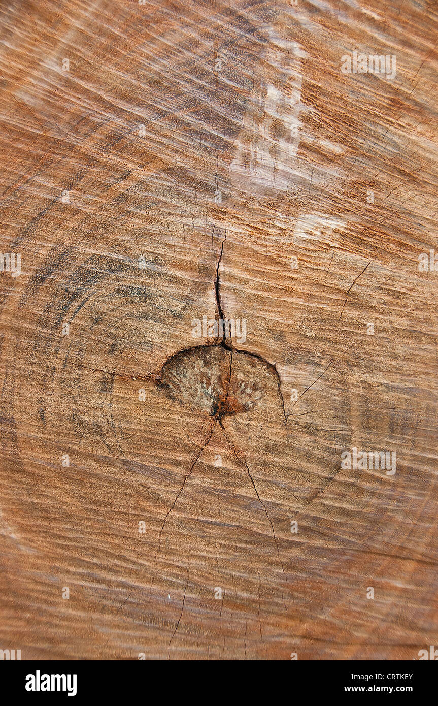 Tree annual years ring pattern Stock Photo Alamy