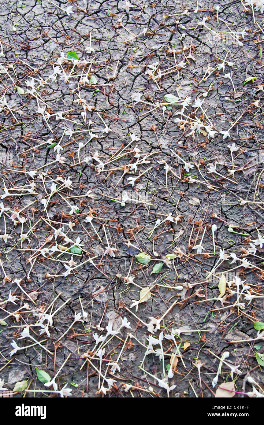 Flower fall on dry crack mud Stock Photo Alamy