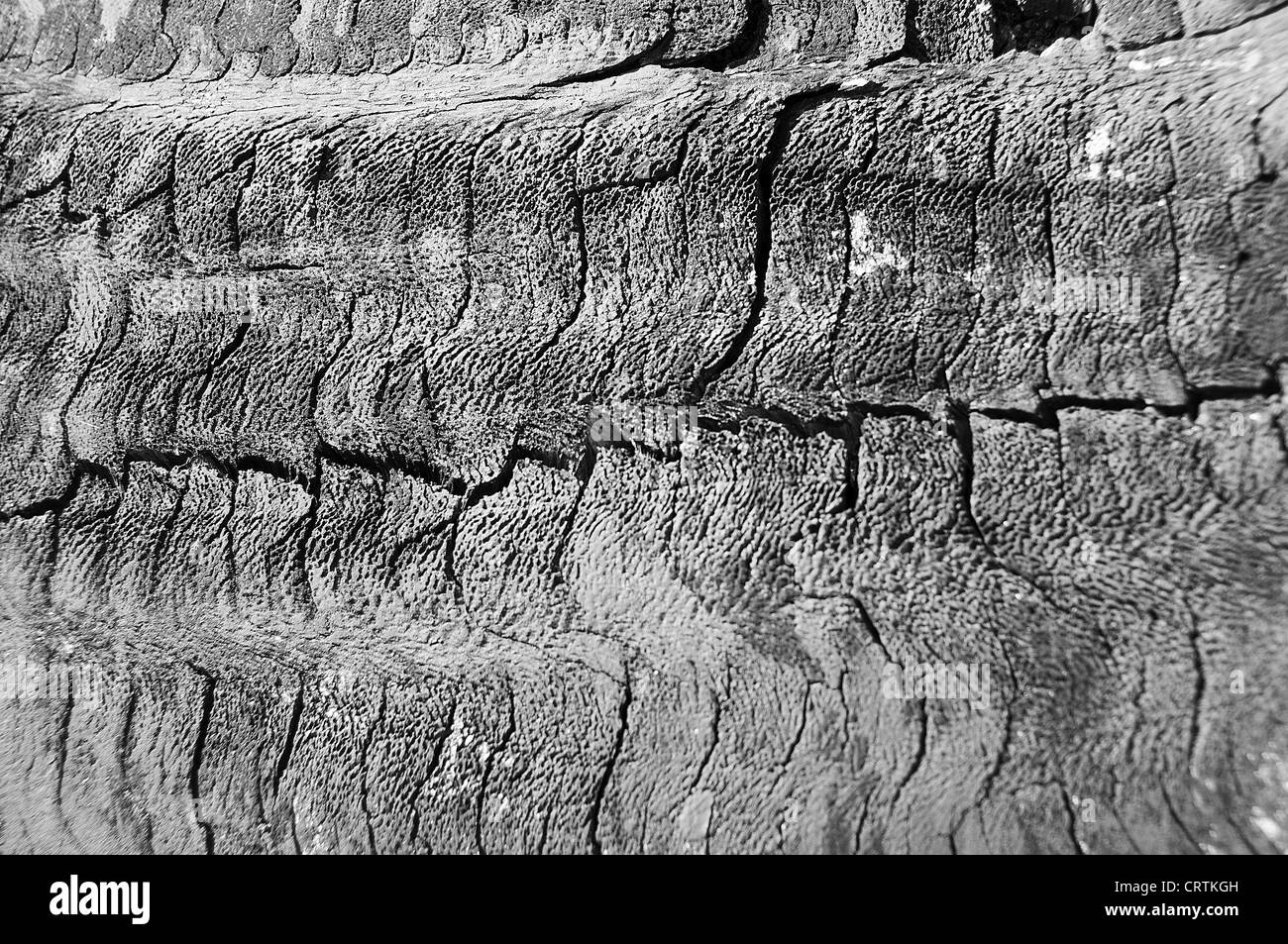 Brunt log wood. Stock Photo