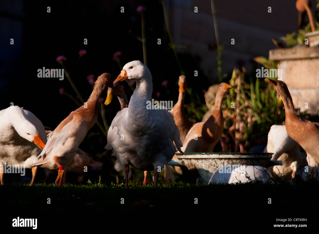 Domestic geese (Anser anser domesticus) and Indian Runner Ducks Stock Photo