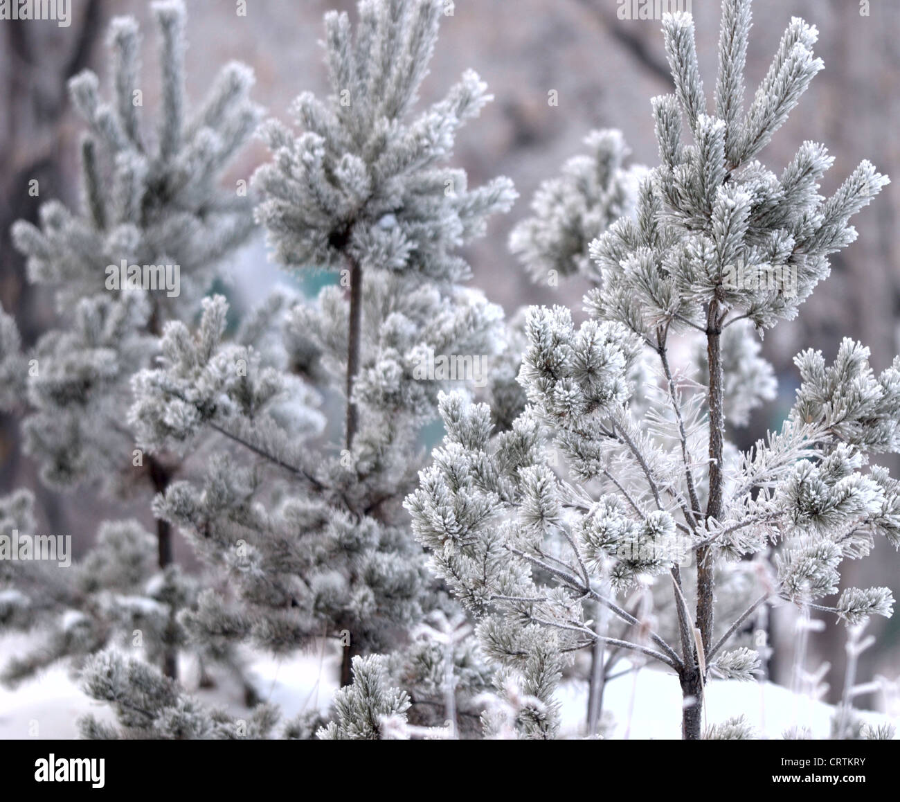 Snow on fir trees hi-res stock photography and images - Alamy