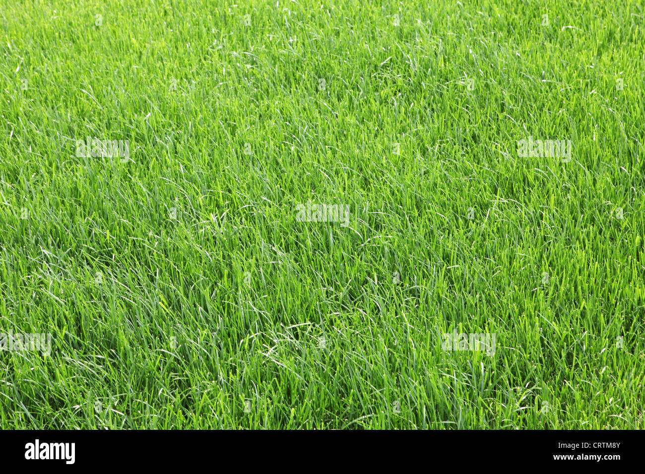 Texture green young grass Stock Photo