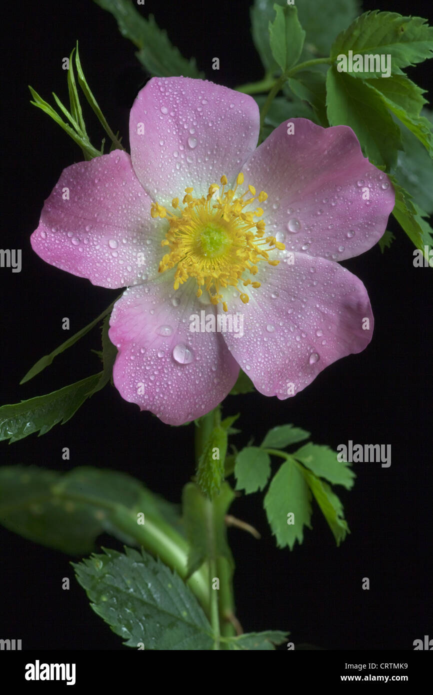 Raindrops on Wild or Dog Rose Rosa canina growing in hedgerow Stock Photo