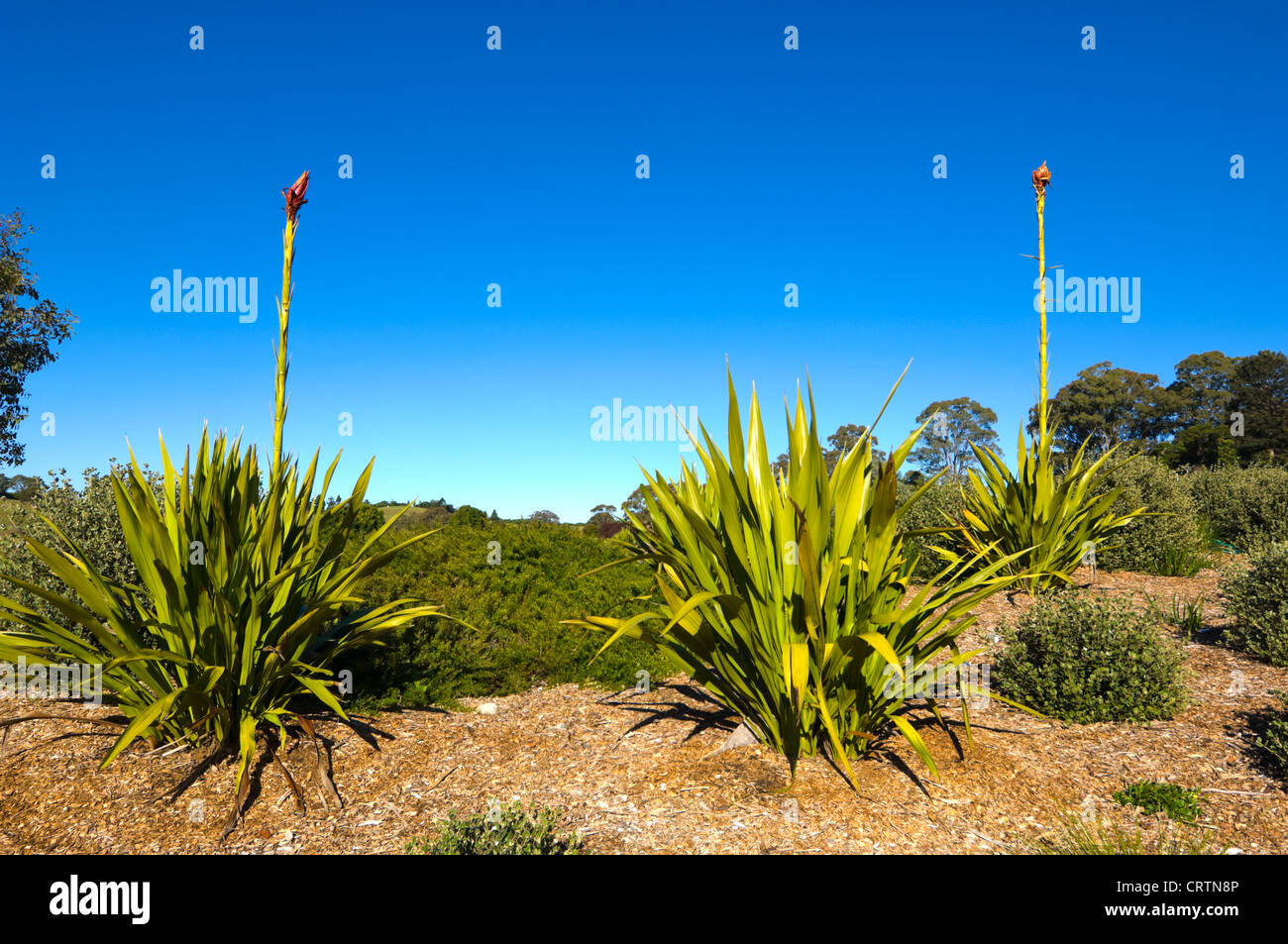 Spear Lily (Doryanthes palmeri) Stock Photo