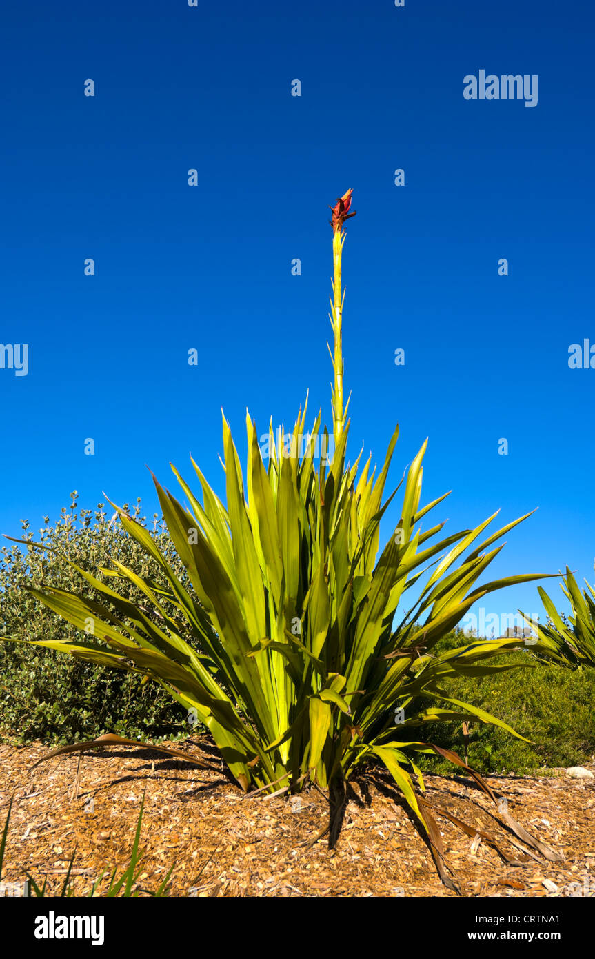 Spear Lily (Doryanthes palmeri) Stock Photo