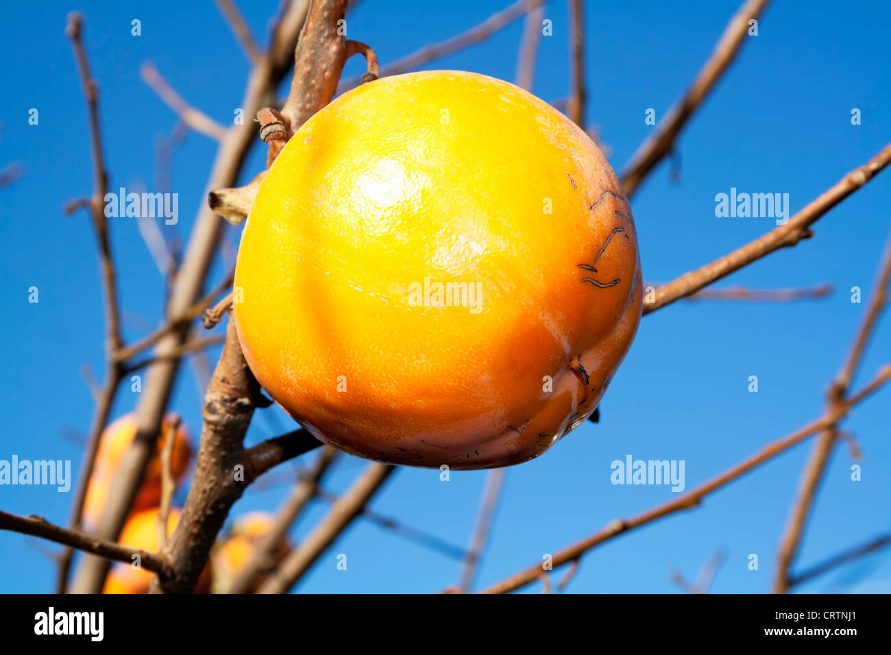 Asian (Kaki) persimmons on the tree Stock Photo