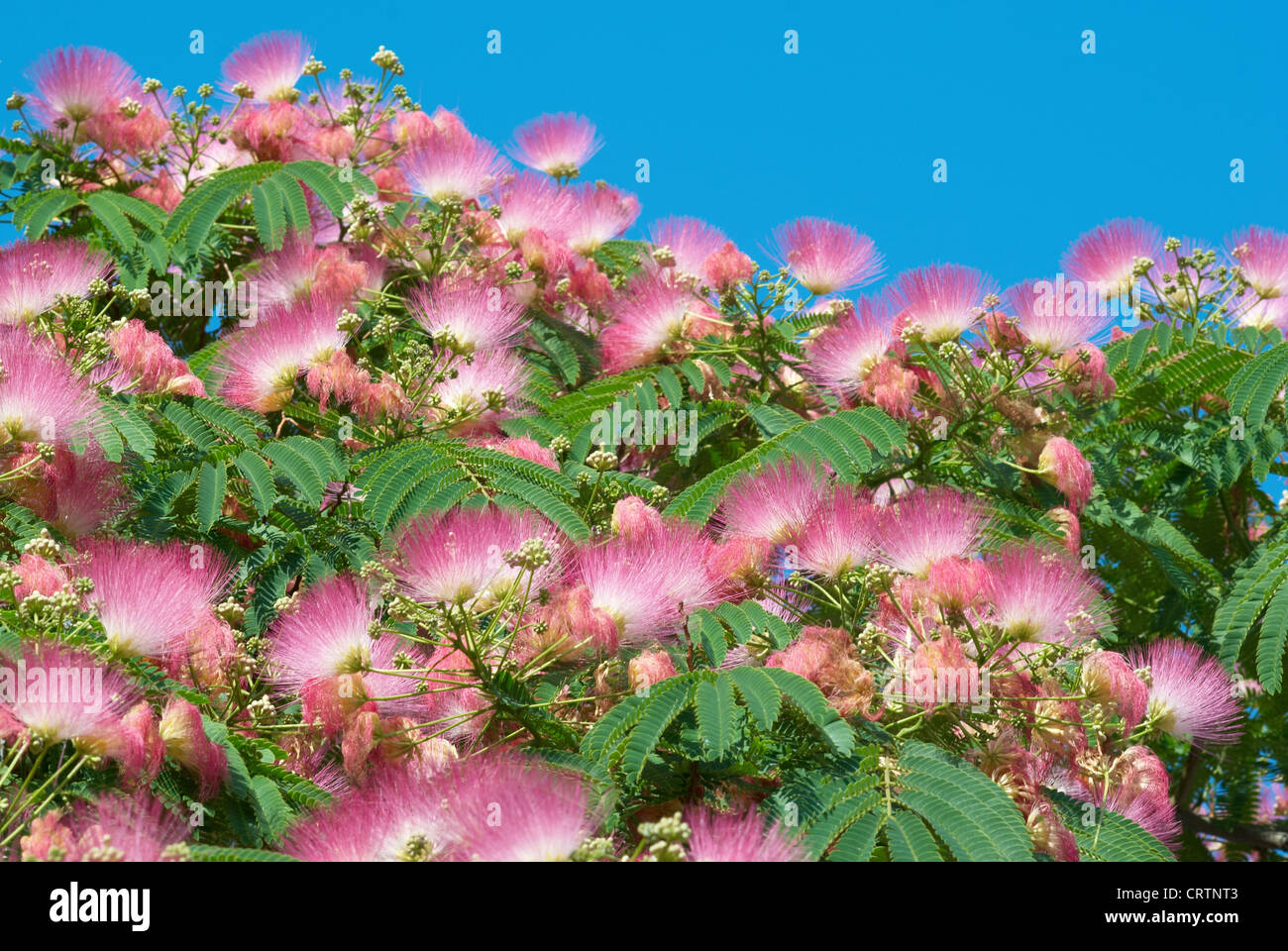 Flowers of acacia (Albizzia julibrissin) Stock Photo