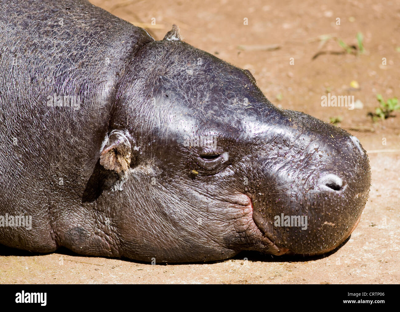 portrait of a hippo sleeping in a zoo Stock Photo