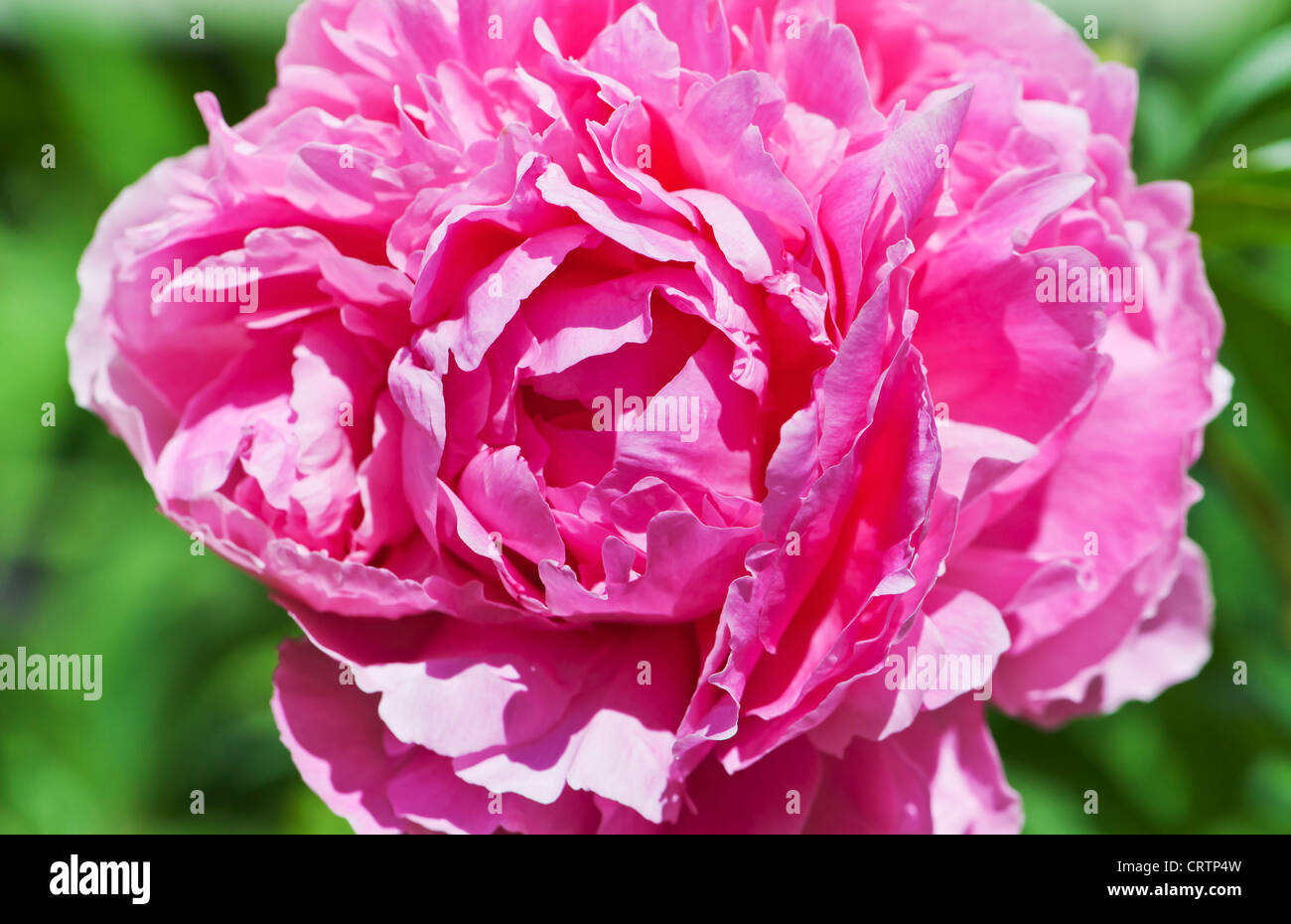 Close-up photo of pink peony flower Stock Photo - Alamy